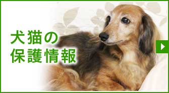 犬猫の保護情報