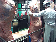 食肉衛生検査